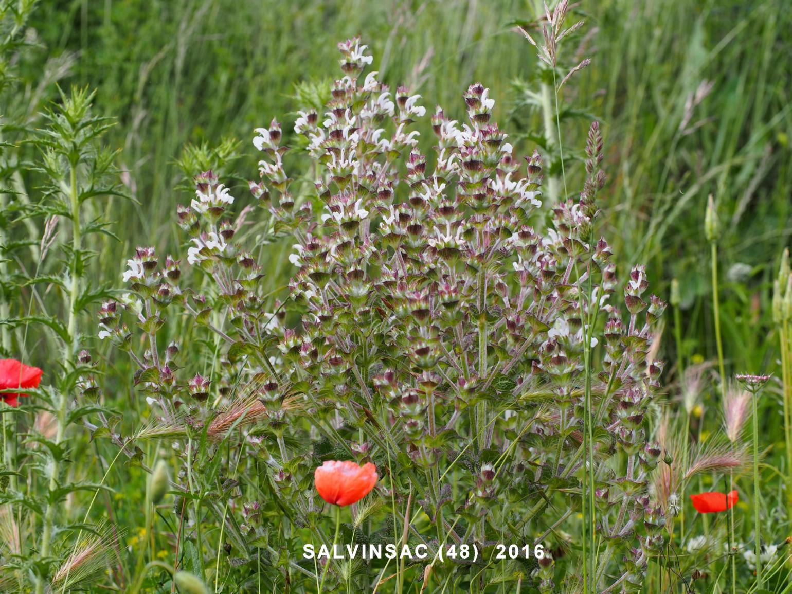 Sage, Mediterranean